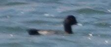 Lesser Scaup - ML639484693