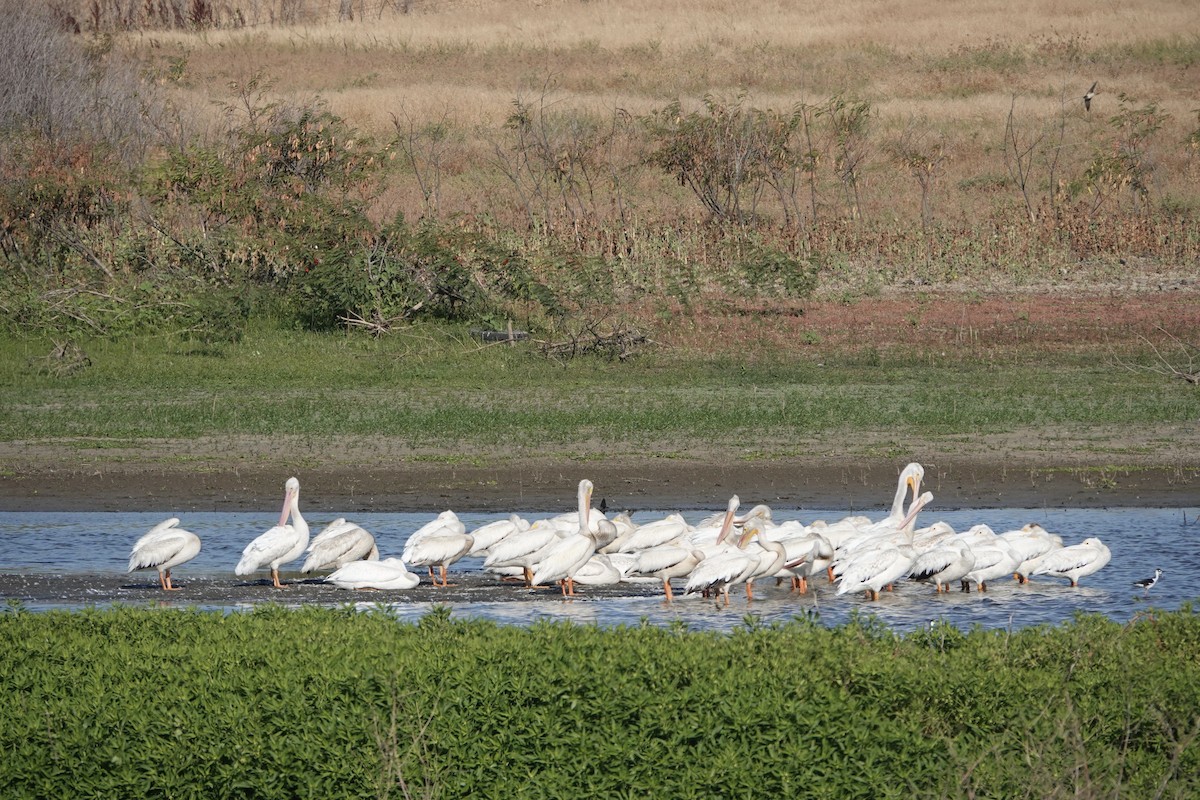 pelikán severoamerický - ML639484719