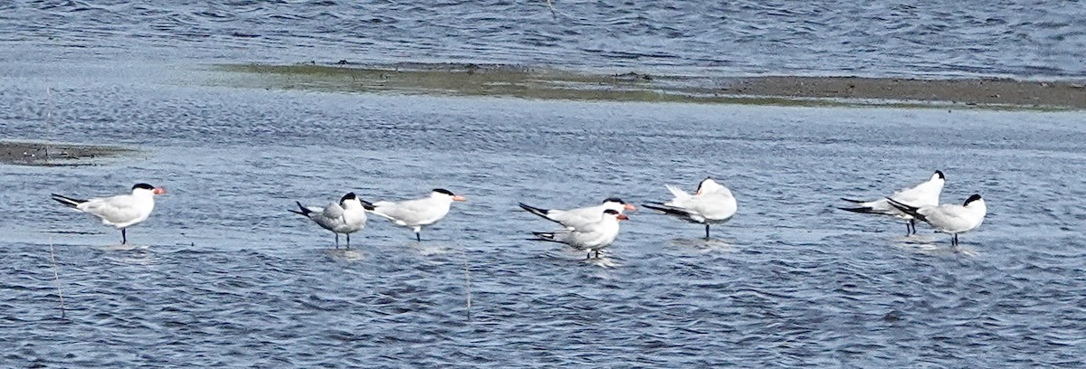 rybák velkozobý - ML639484743