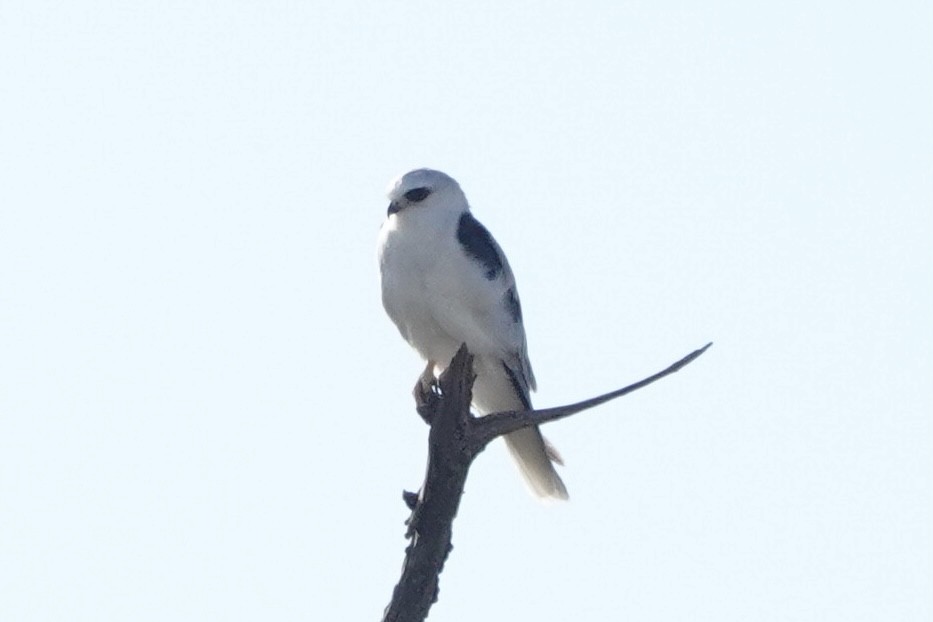 luněc americký - ML639484792