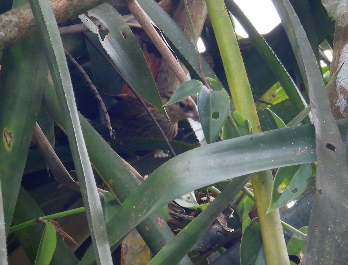 Pale-browed Treehunter (Pale-tailed) - ML639484812