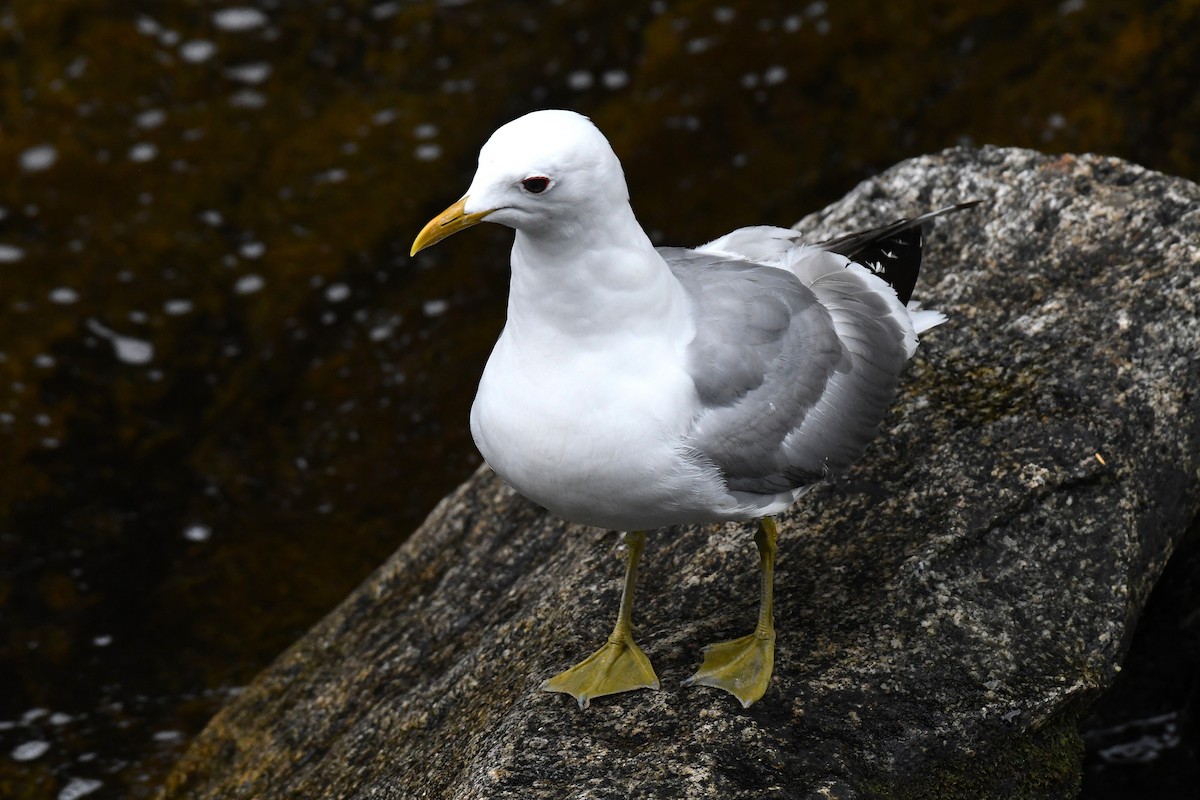 Short-billed Gull - ML639484828