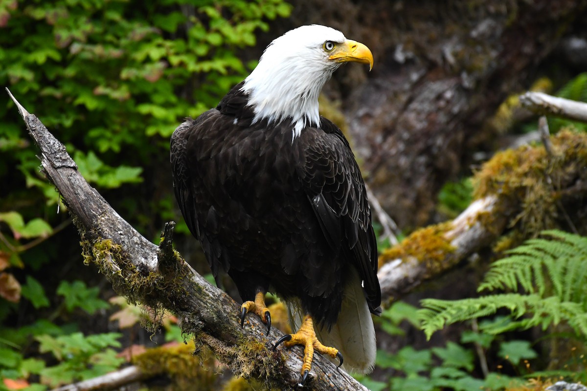 Bald Eagle - ML639484837