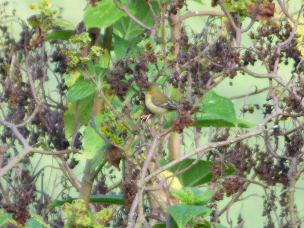 Andean Siskin - ML639484845