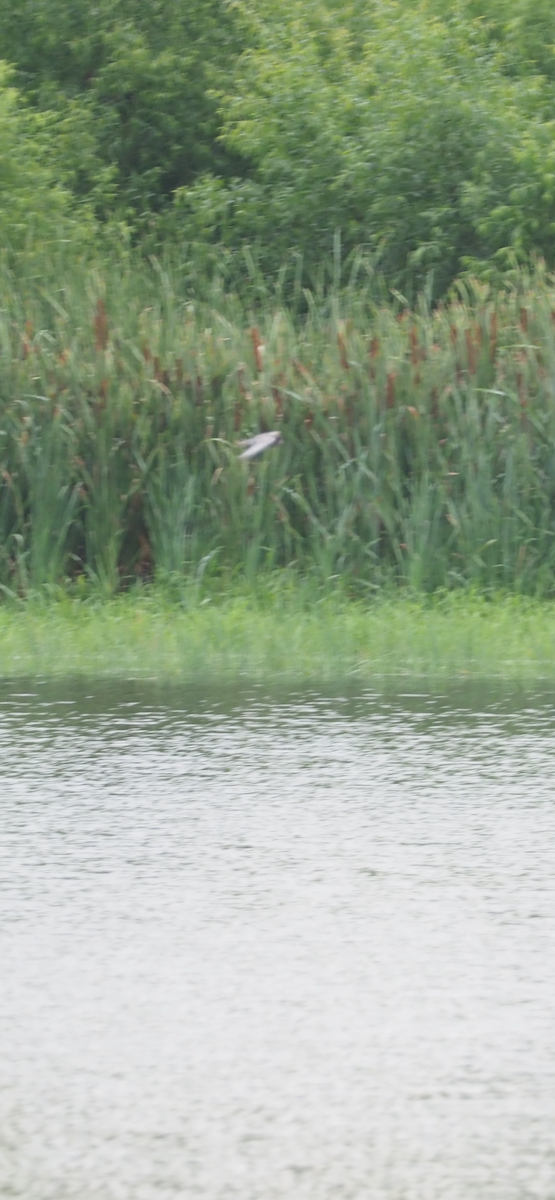Black Tern - ML639484884