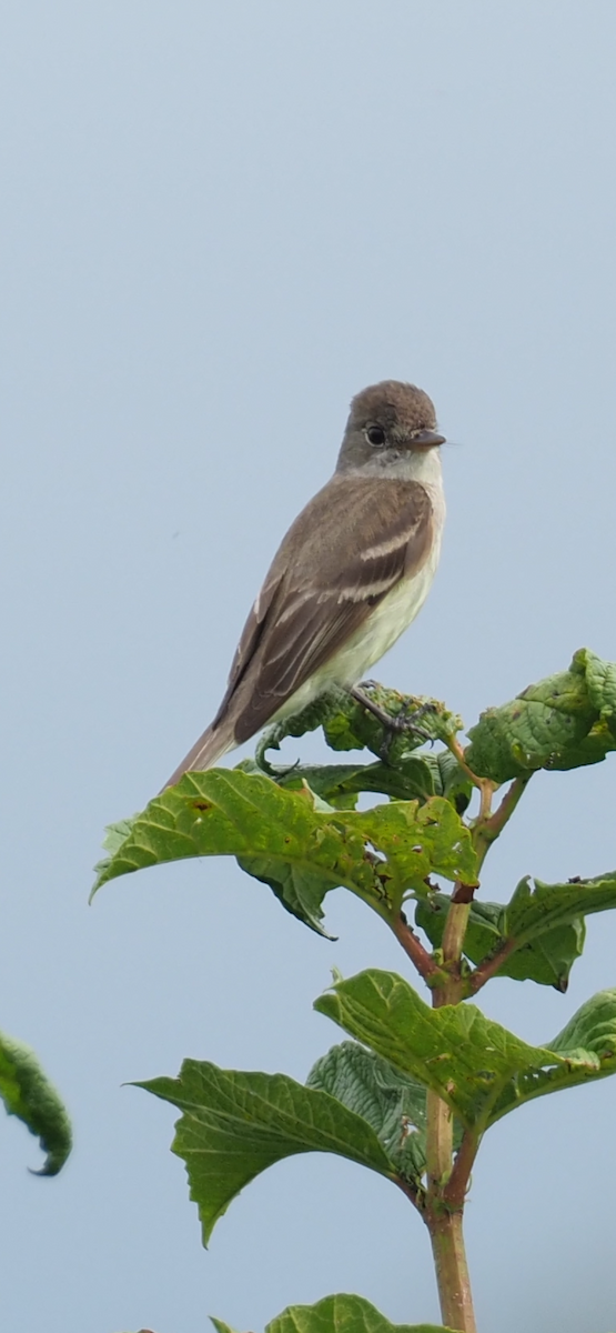 Willow Flycatcher - ML639484905