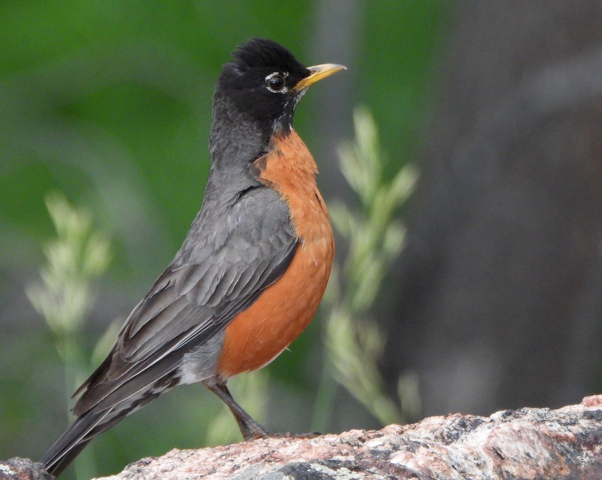 American Robin - ML639484925