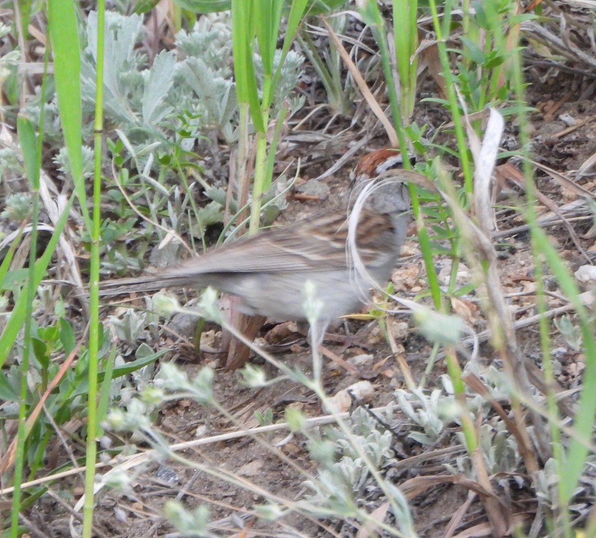 Chipping Sparrow - ML639484941