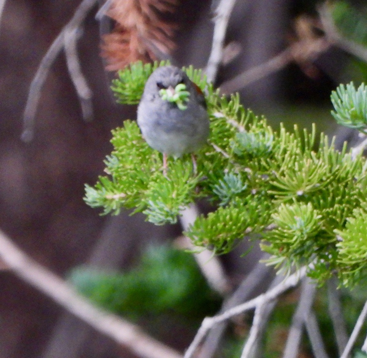 Dark-eyed Junco - ML639484948