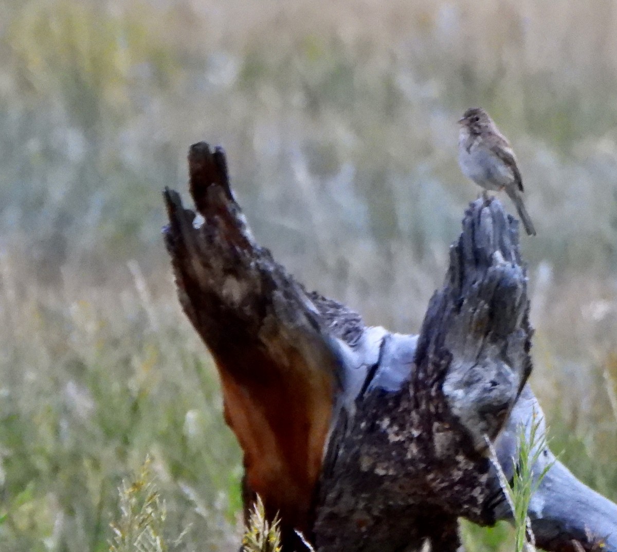Vesper Sparrow - ML639484958