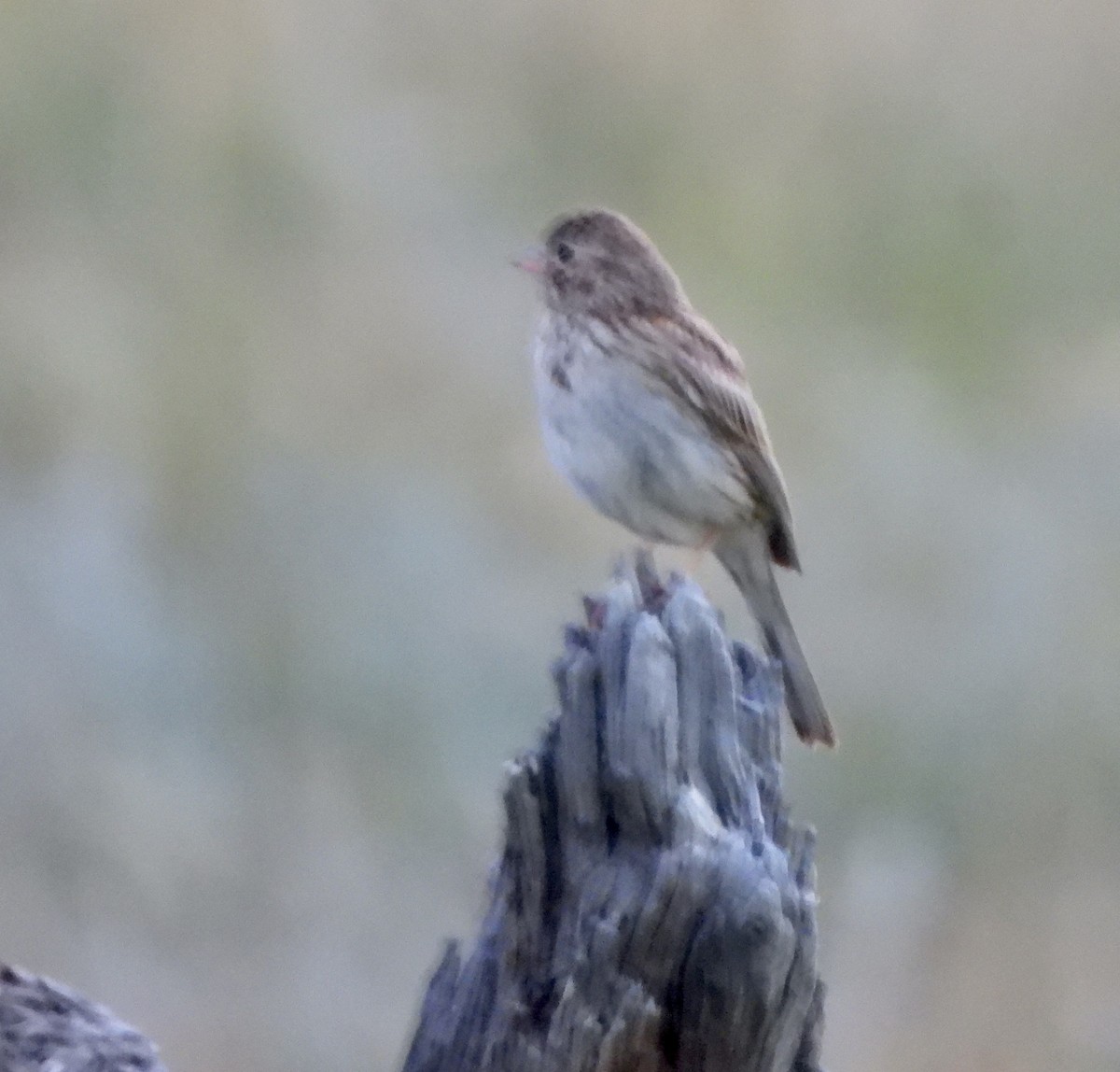 Vesper Sparrow - ML639484959