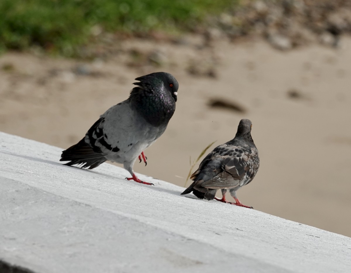Rock Pigeon (Feral Pigeon) - ML639484991