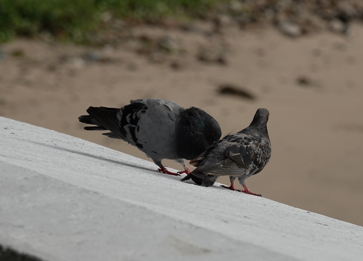 Rock Pigeon (Feral Pigeon) - ML639484995