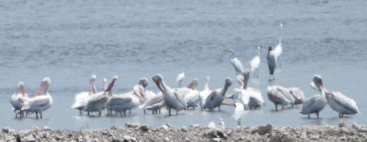 American White Pelican - ML639485008