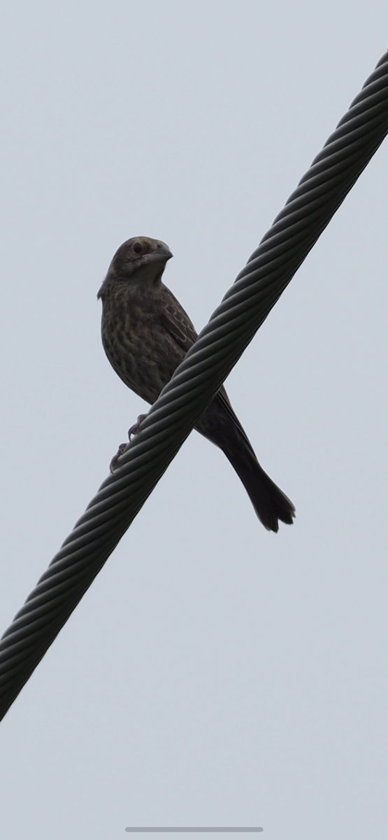 Brown-headed Cowbird - ML639485089