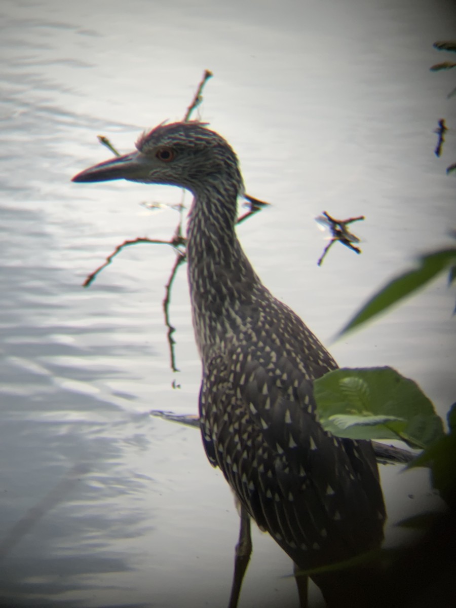 Yellow-crowned Night Heron - ML639485151