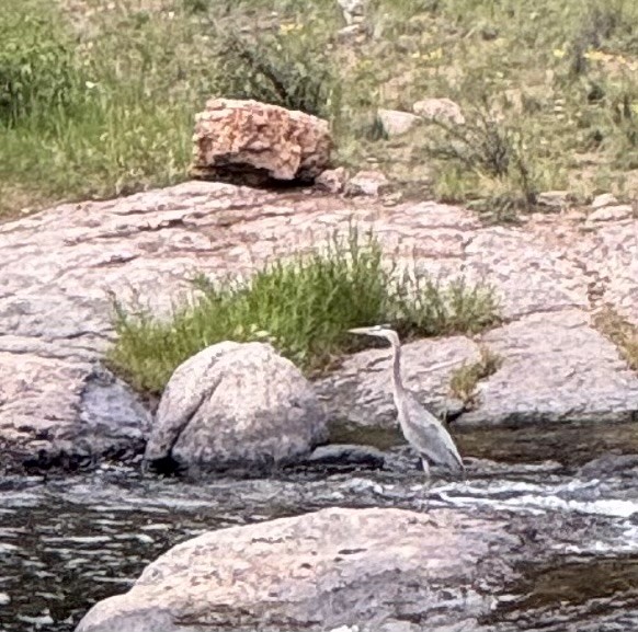 Great Blue Heron - ML639485228
