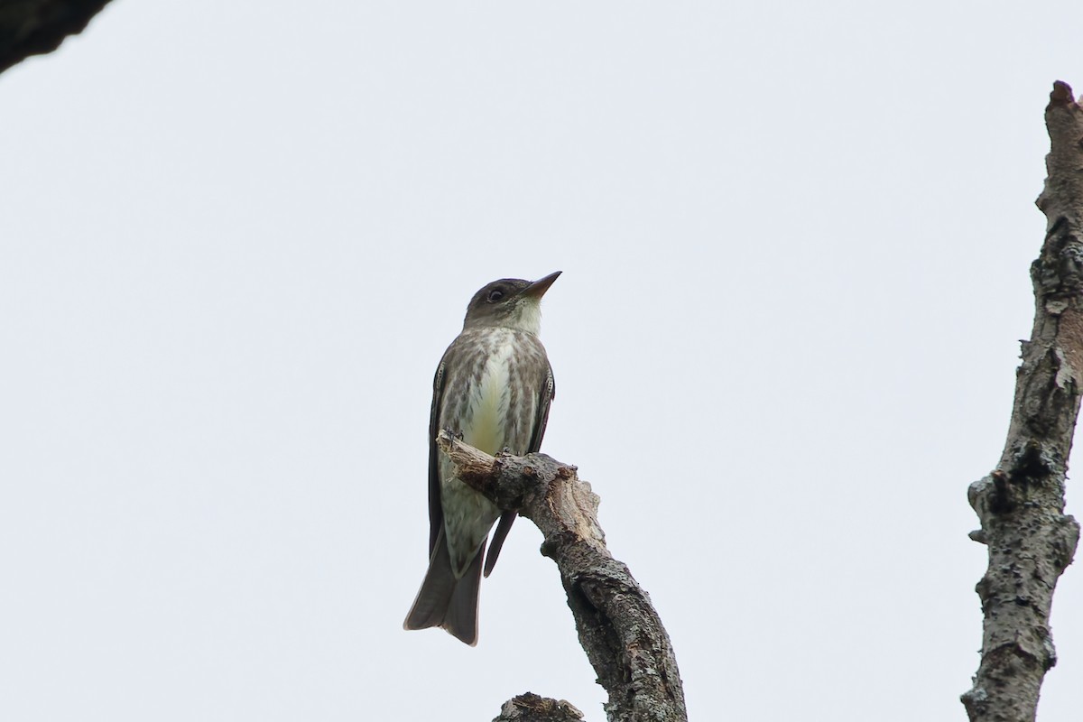 Olive-sided Flycatcher - ML639485329