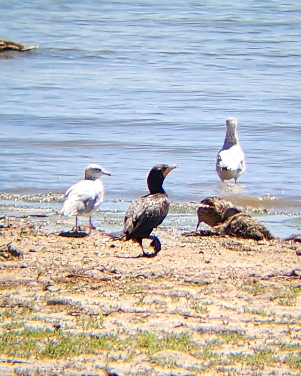 Neotropic Cormorant - ML639485354