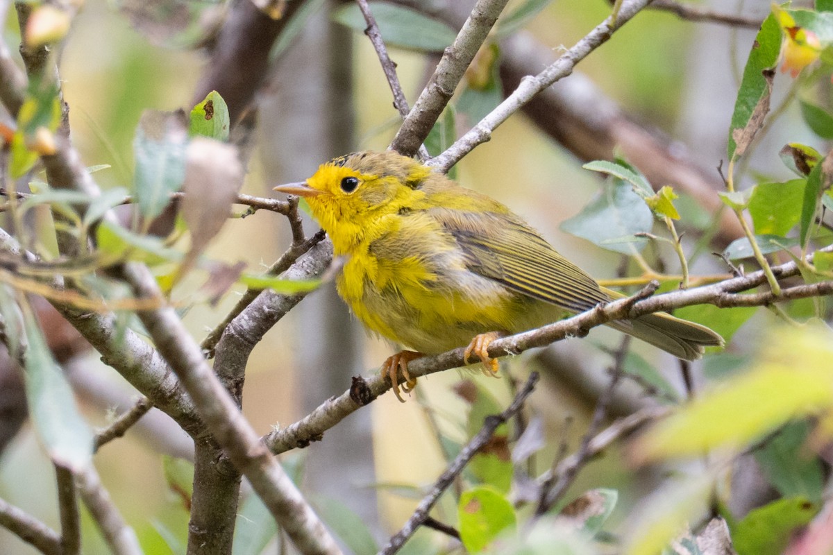 Wilson's Warbler - ML639485387