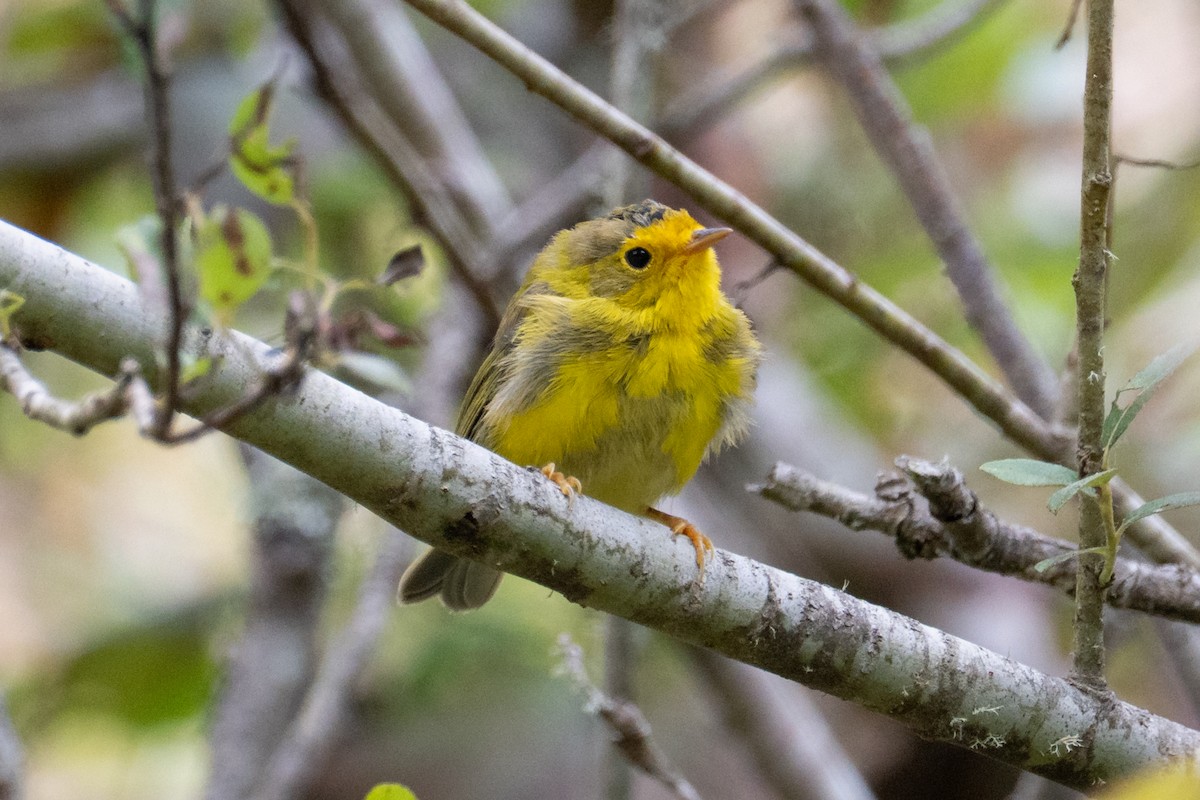 Wilson's Warbler - ML639485397