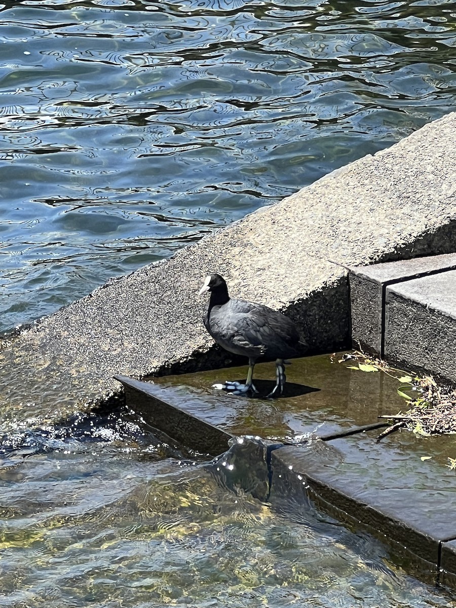 Sakarmeke - ML639485451