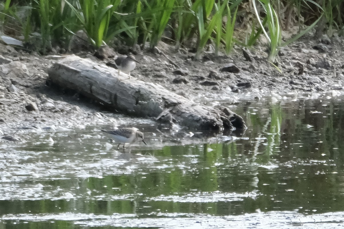 Semipalmated Sandpiper - ML639485721