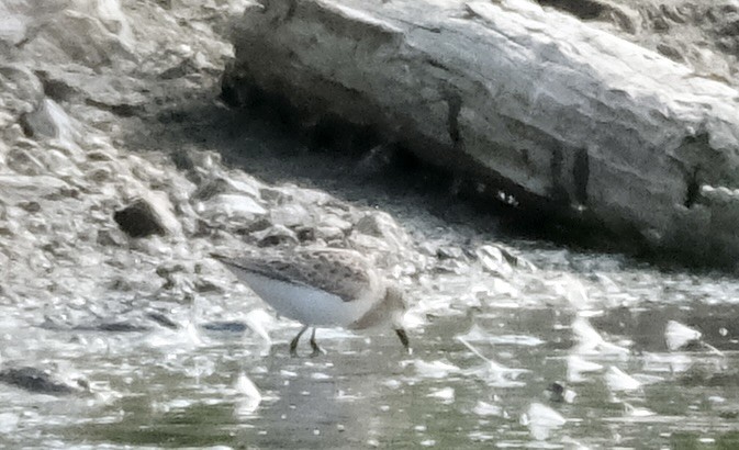 Semipalmated Sandpiper - ML639485722