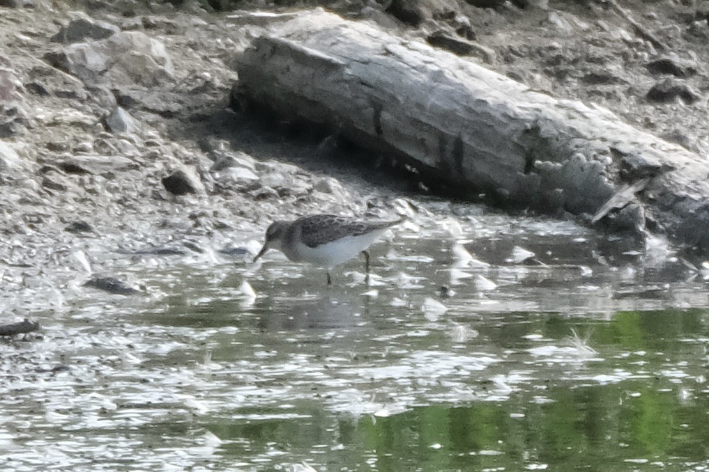 Semipalmated Sandpiper - ML639485726