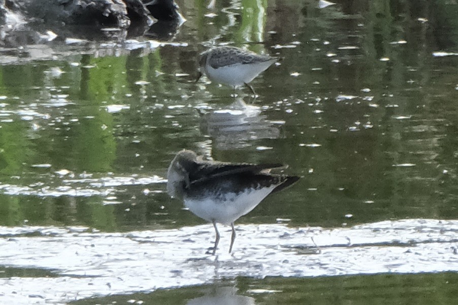 Semipalmated Sandpiper - ML639485839