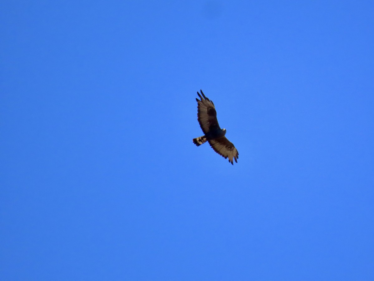 Zone-tailed Hawk - ML639485862