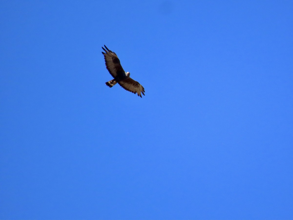 Zone-tailed Hawk - ML639485863