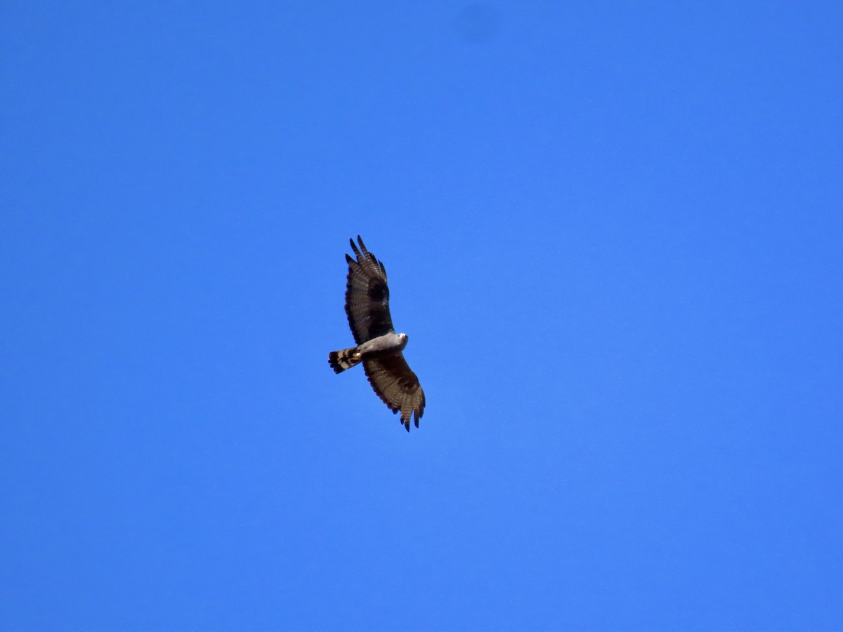 Zone-tailed Hawk - ML639485864