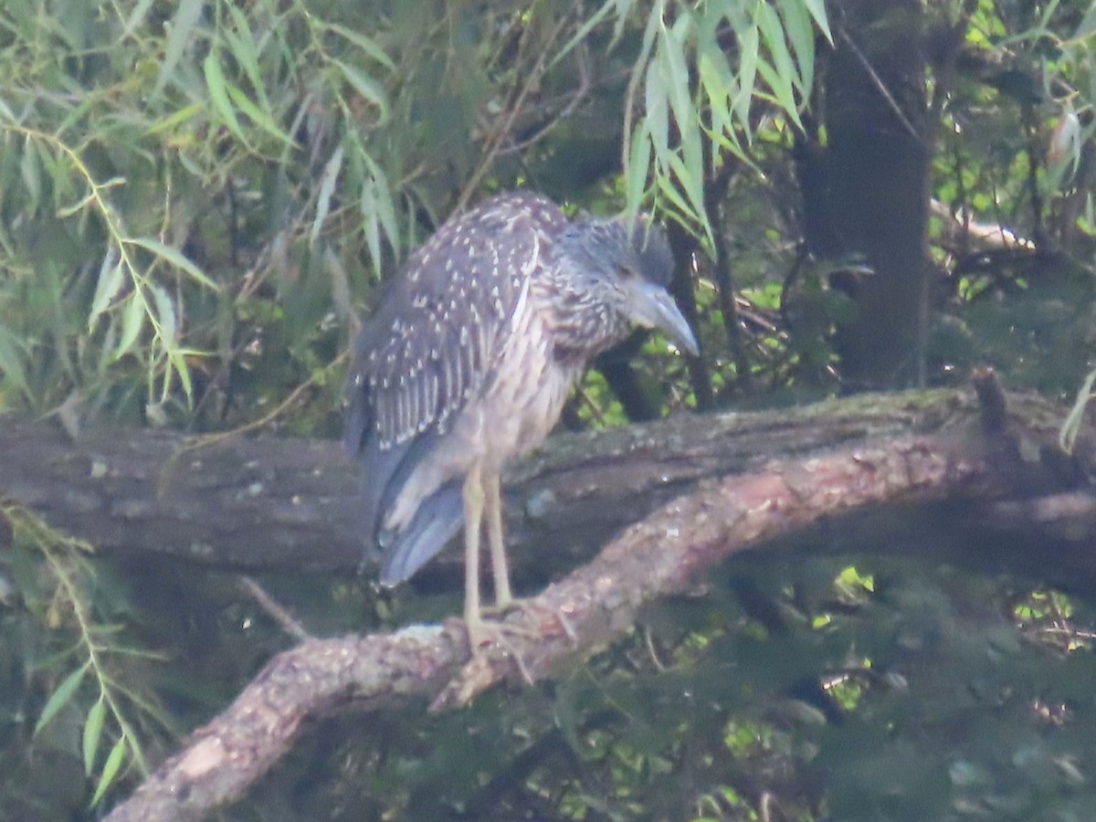 Yellow-crowned Night Heron - ML639485898