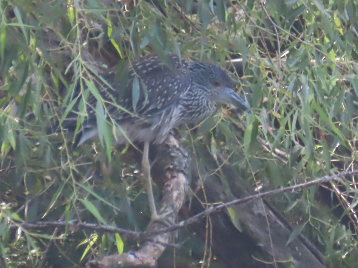 Yellow-crowned Night Heron - ML639485910