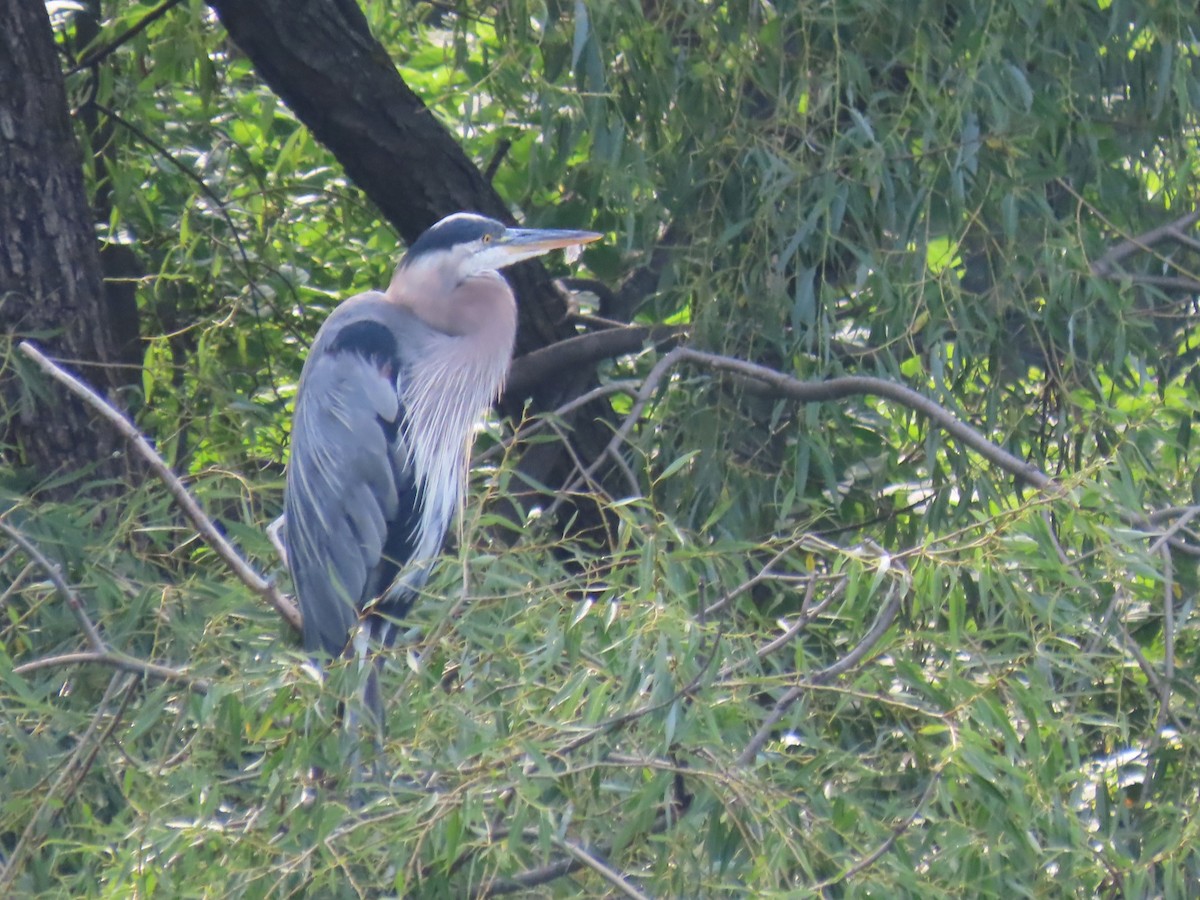 Great Blue Heron - ML639485918