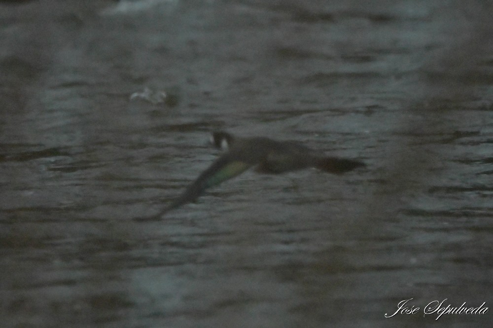 Spectacled Duck - ML639485990