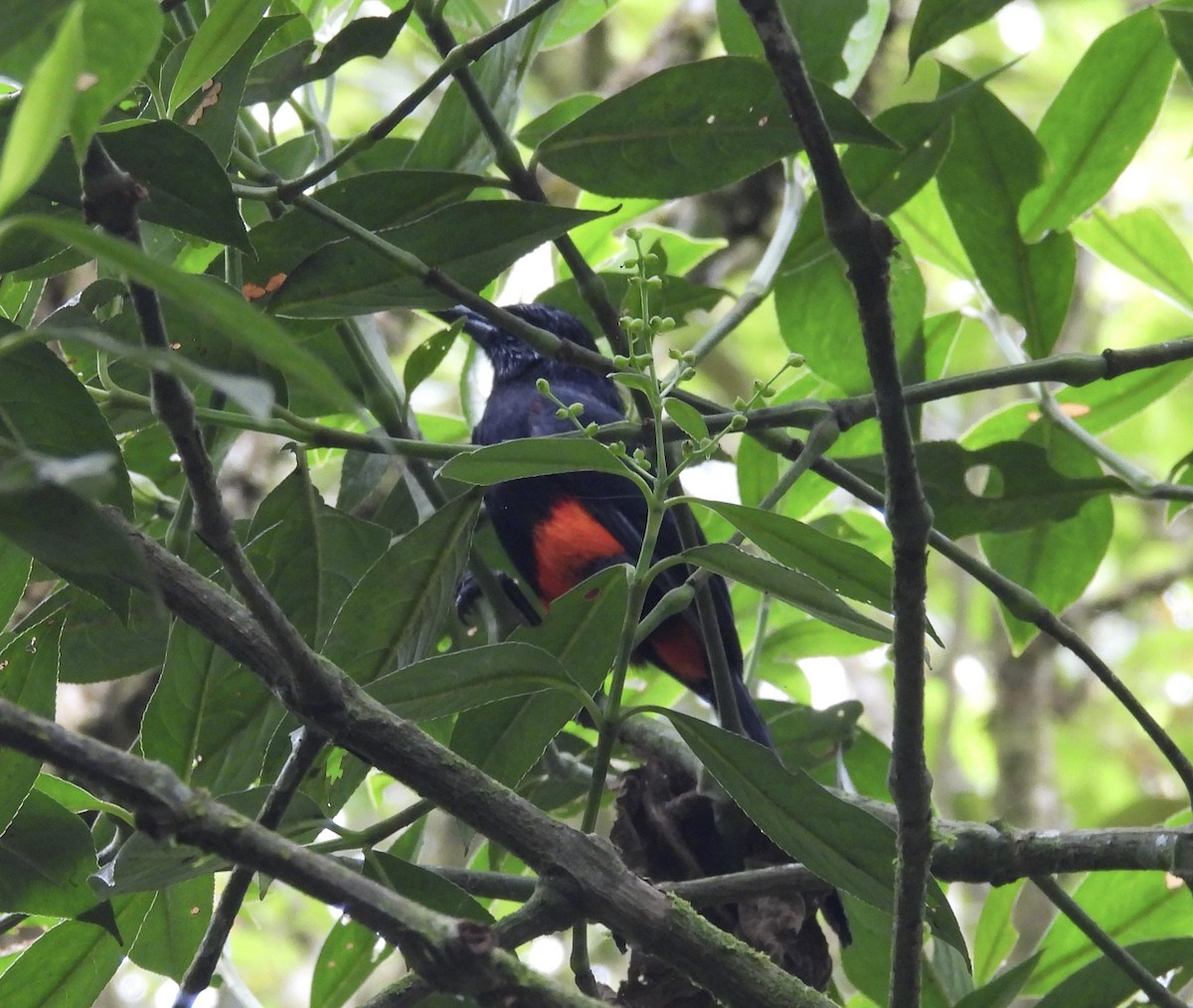 Red-bellied Grackle - ML639486082