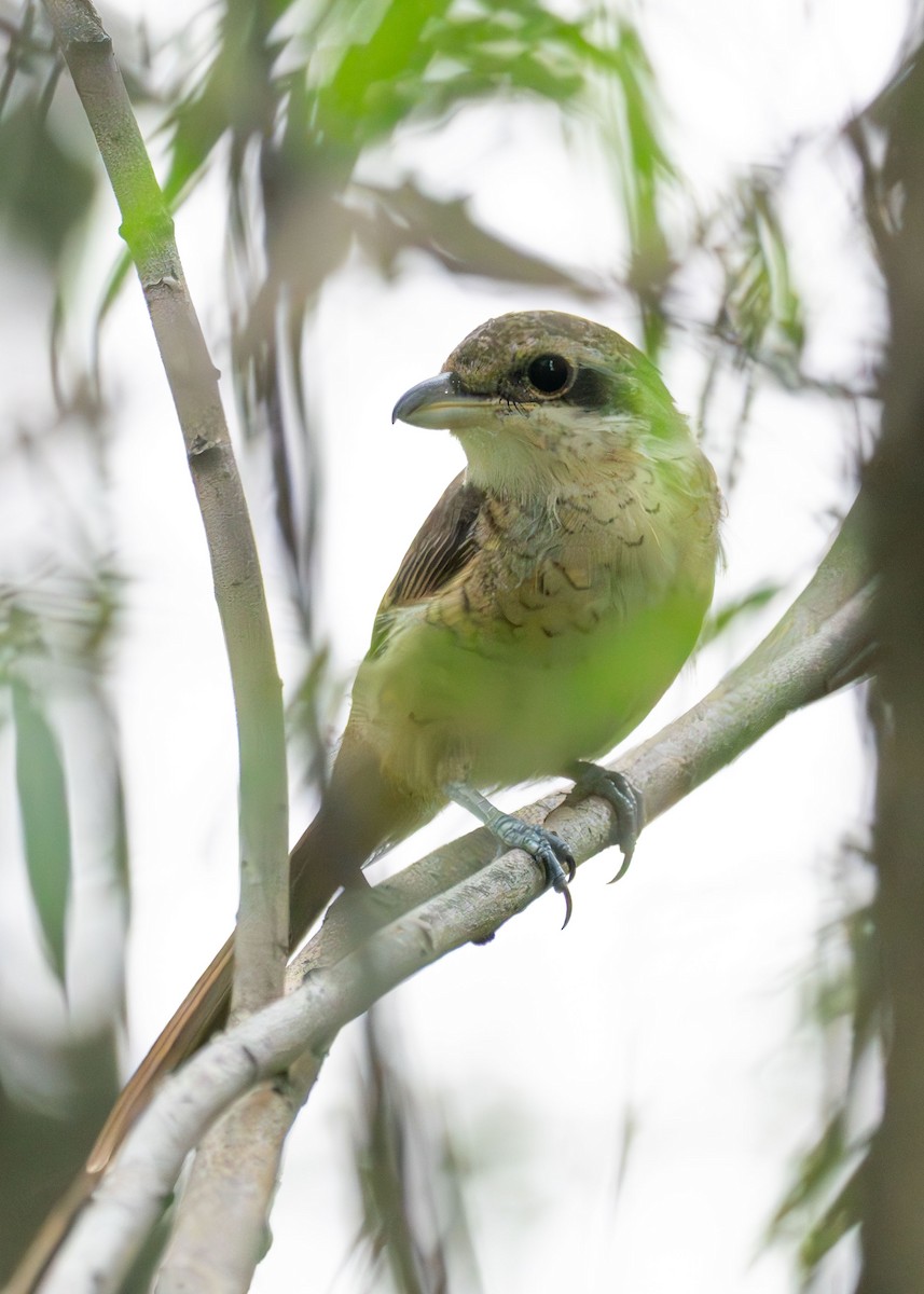 Brown Shrike - ML639486094