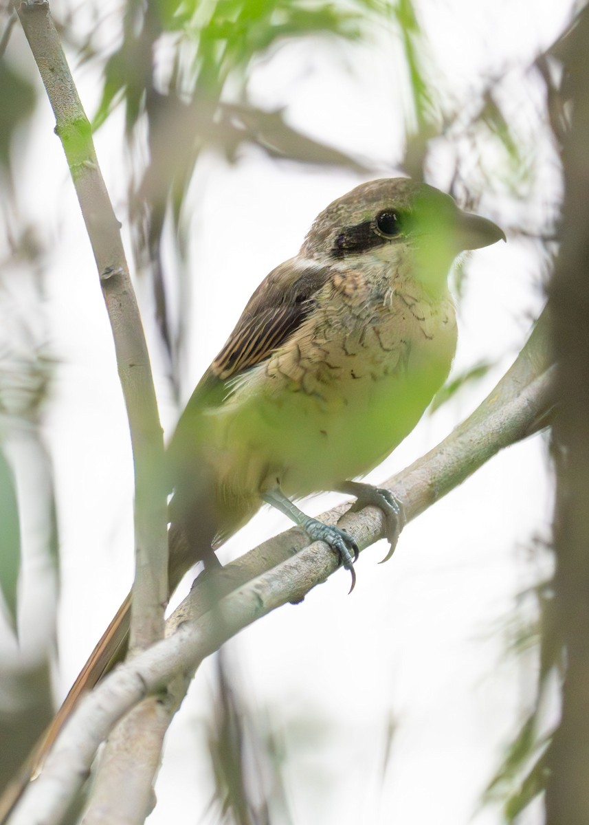 Brown Shrike - ML639486095