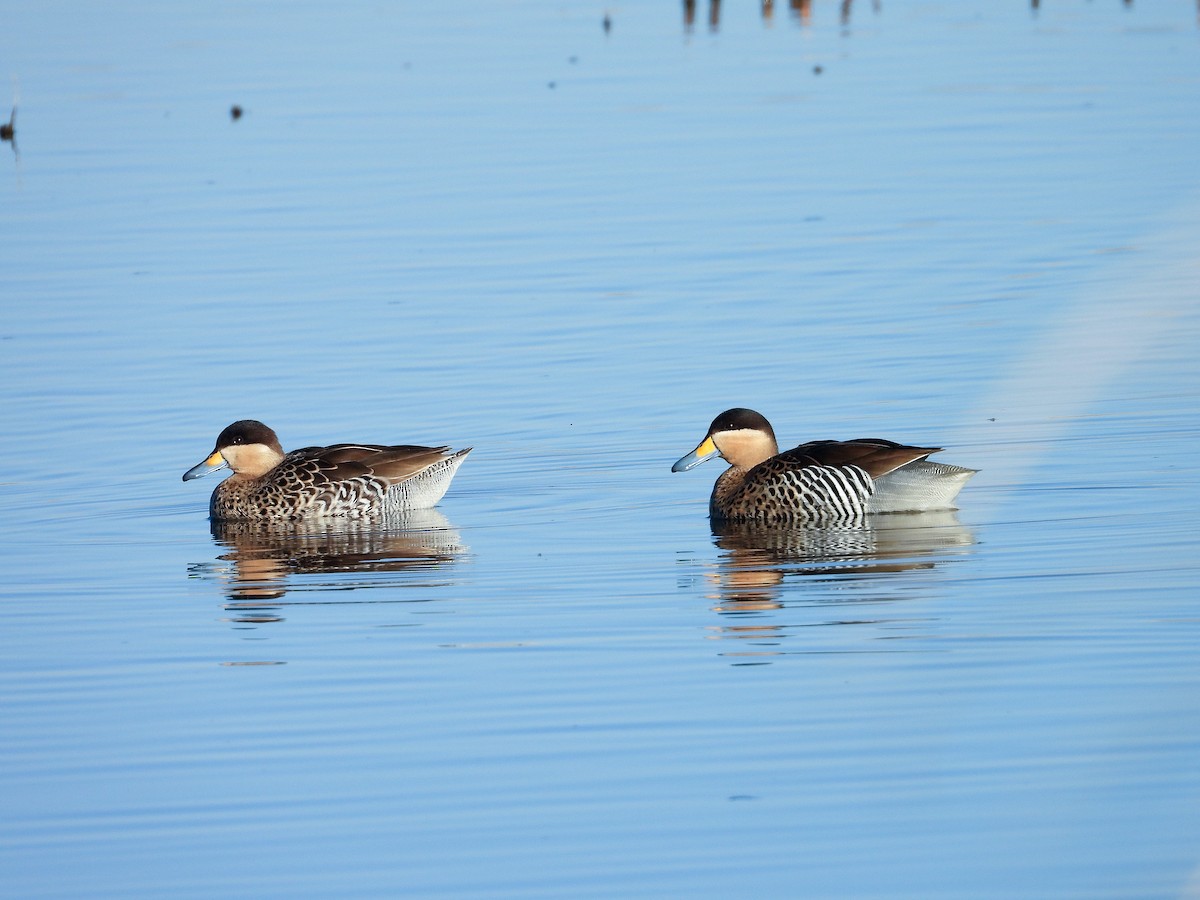 Silver Teal - ML639486242