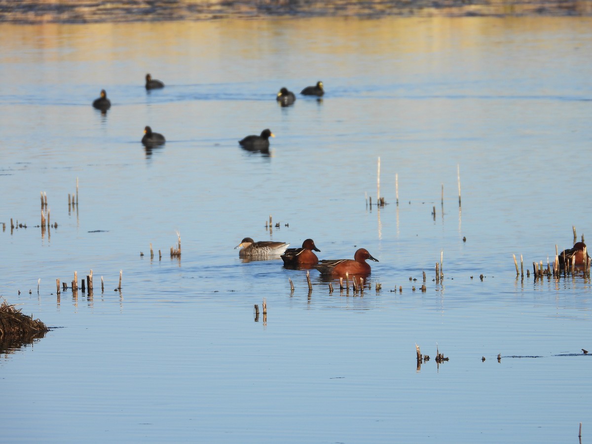 Cinnamon Teal - ML639486278
