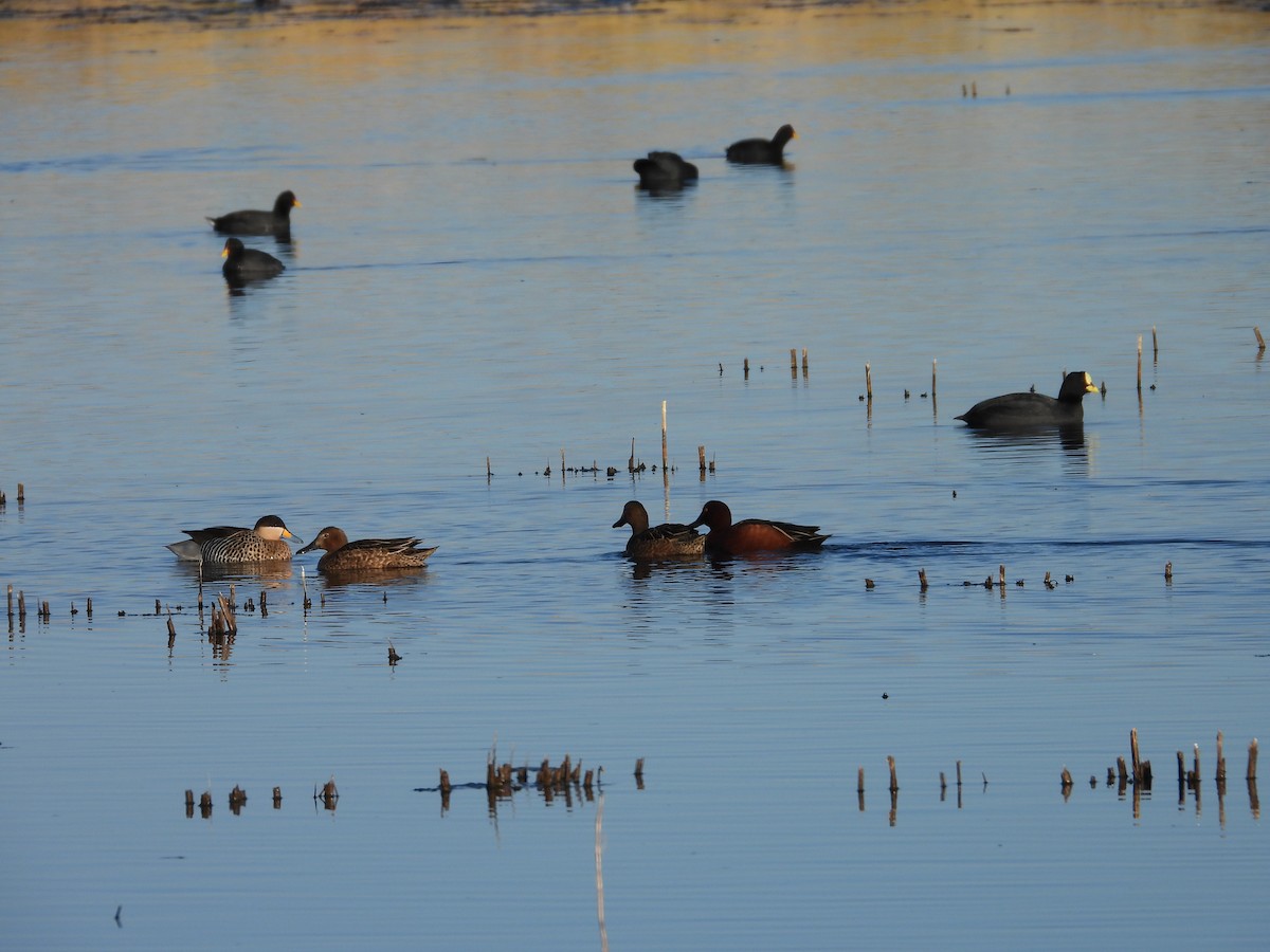 Cinnamon Teal - ML639486280