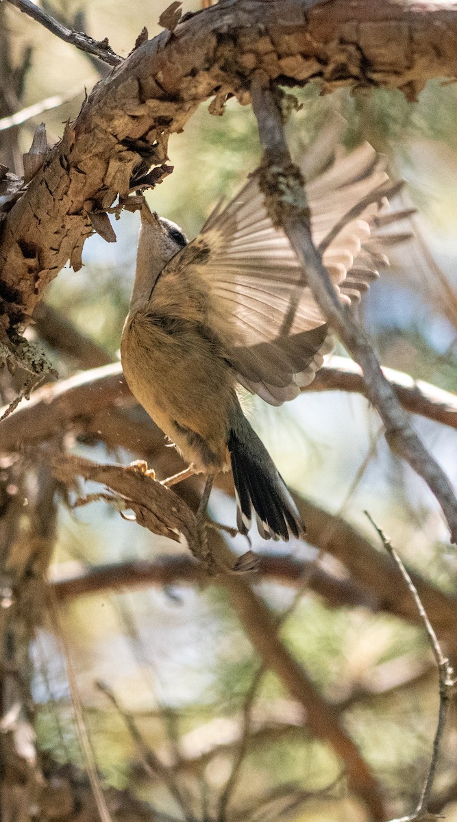 brhlík americký - ML639486319