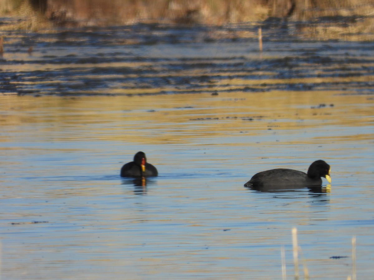 Red-fronted Coot - ML639486366
