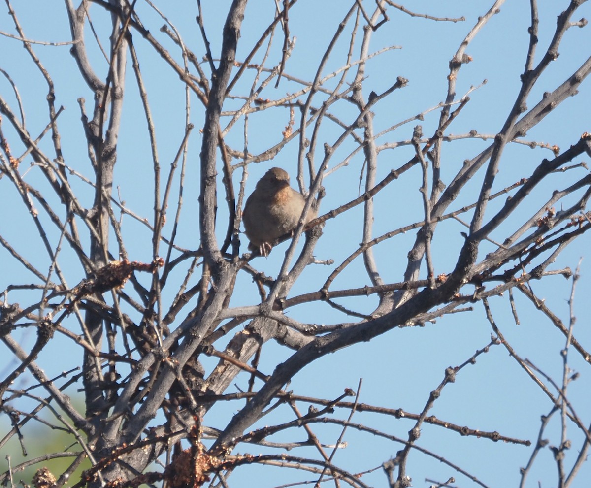 California Towhee - ML639486393