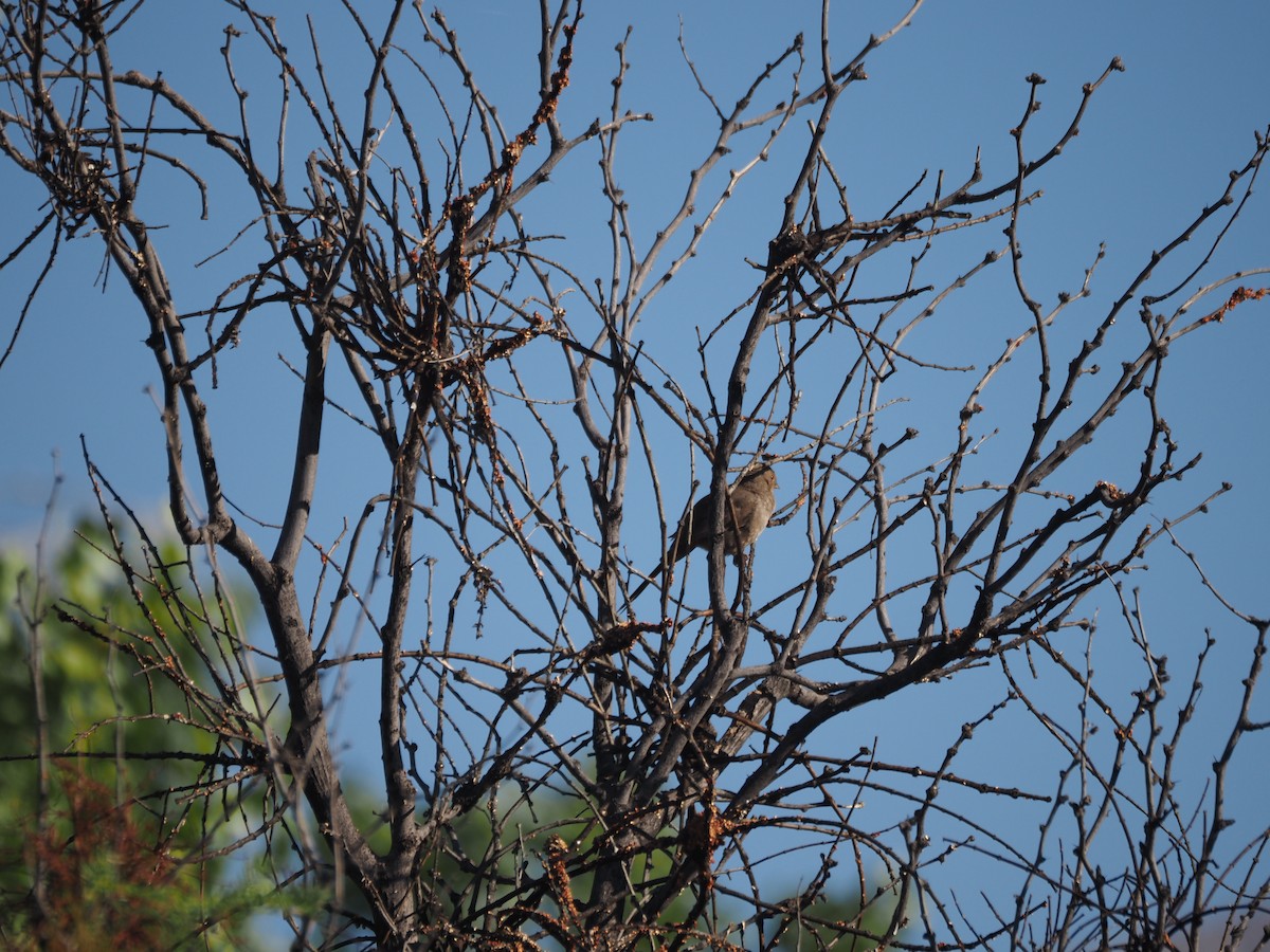 California Towhee - ML639486394