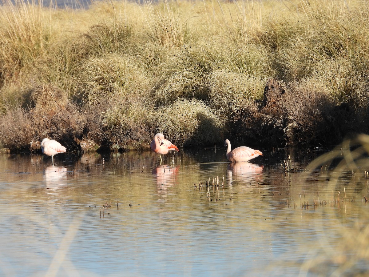 Chilean Flamingo - ML639486409