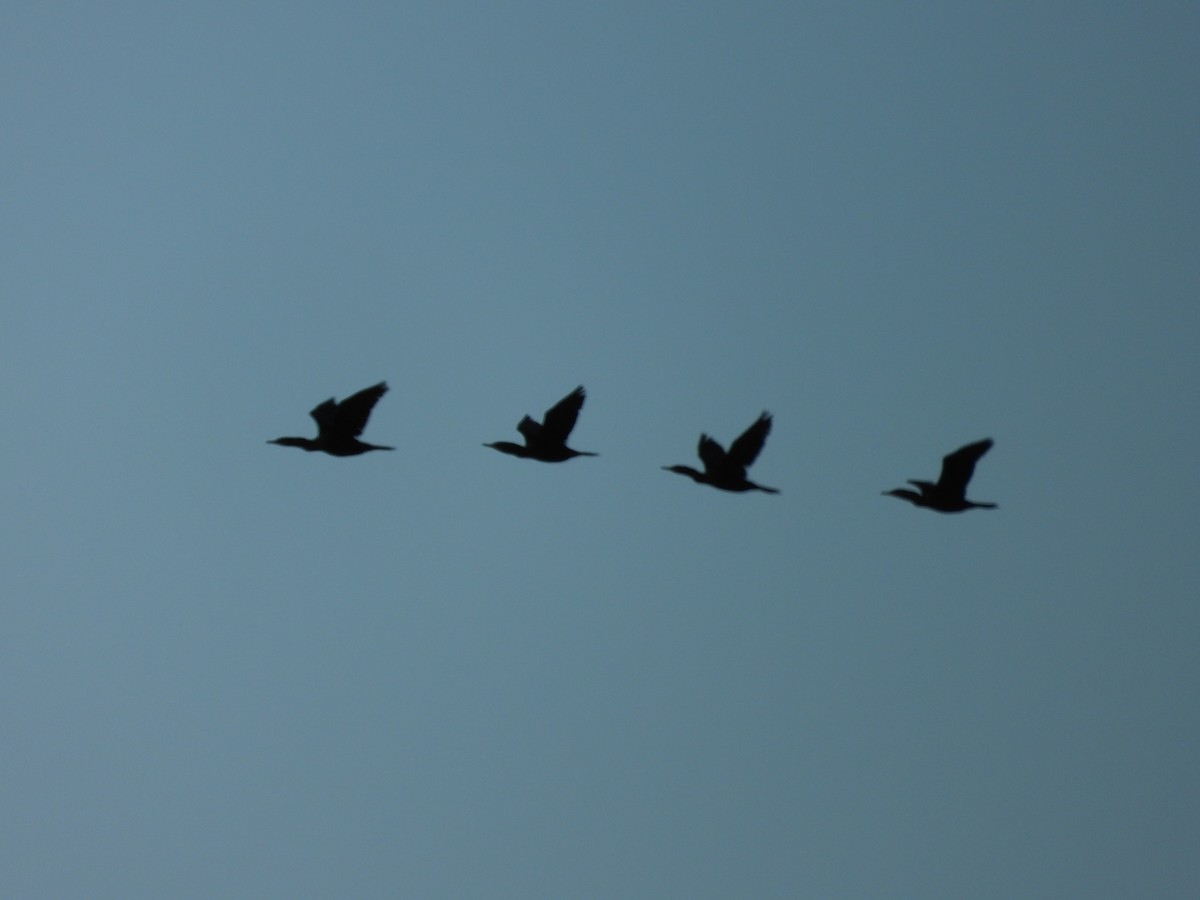 Neotropic Cormorant - ML639486418