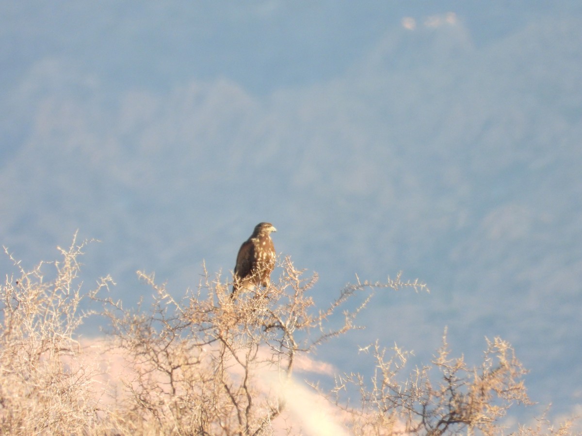 Harris's Hawk - ML639486435